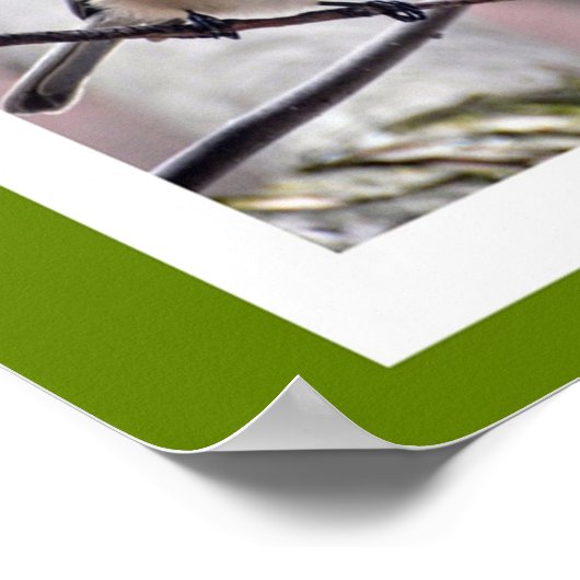 Vögel in Boston Poster (Ecke)