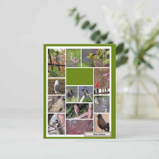 Vögel in Boston Postkarte (Stehend Vorderseite)