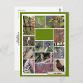 Vögel in Boston Postkarte (Vorne/Hinten)