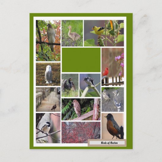 Vögel in Boston Postkarte (Vorderseite)