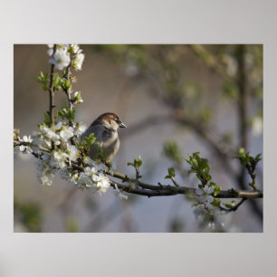 Vogel in der Blüte Poster