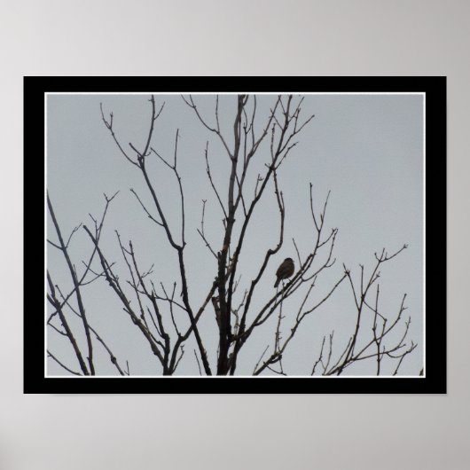 Vogel in einem kahlen Baum Poster (Vorne)