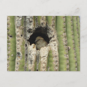 Vogel in einem Saguaro-Nest Postkarte
