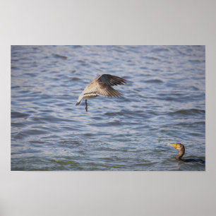 Vogel in Flight und doppeltes Kormoranplakat Poster