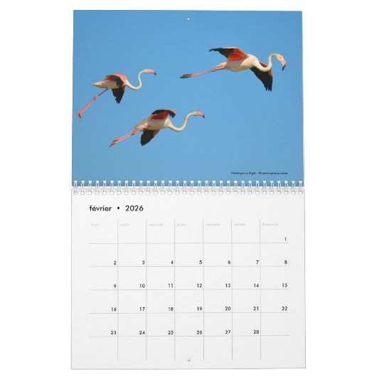 Vögel in Flug 12 Monate Kalender (Feb 2026)