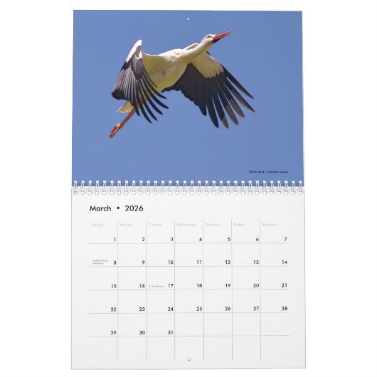 Vögel in Flug 12 Monate Kalender (Mär 2026)