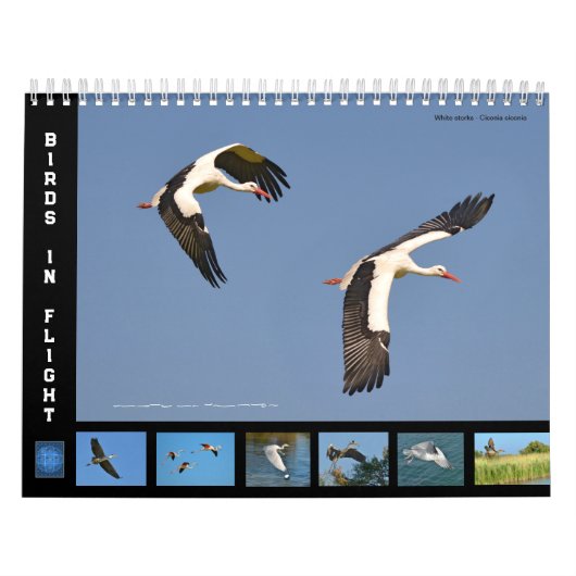 Vögel in Flug 12 Monate Kalender (Titelbild)