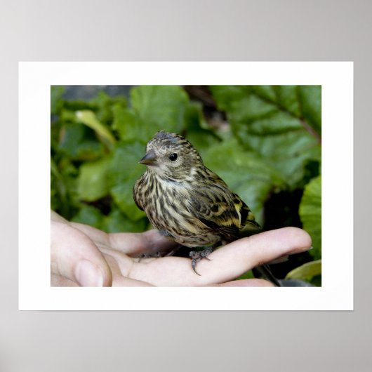 Vögel in Handdruck Poster (Vorne)
