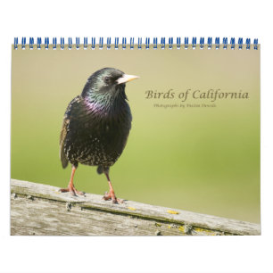Vögel in Kalifornien Kalender