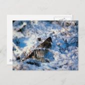 Vögel in schneebedeckten Zweigen Postkarte (Vorne/Hinten)