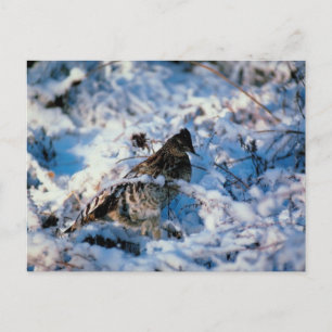 Vögel in schneebedeckten Zweigen Postkarte