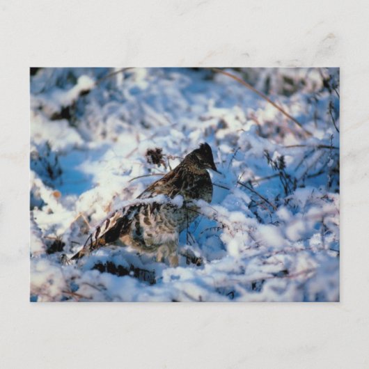 Vögel in schneebedeckten Zweigen Postkarte (Vorderseite)