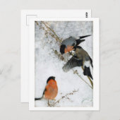 Vogel in Snow, Bruno Liljefors Postkarte (Vorne/Hinten)