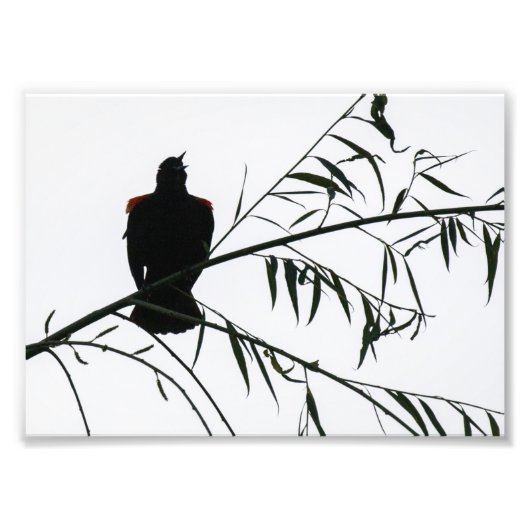 Vogel in Song Fotodruck (Vorne)