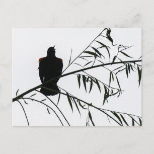 Vogel in Song Postkarte
