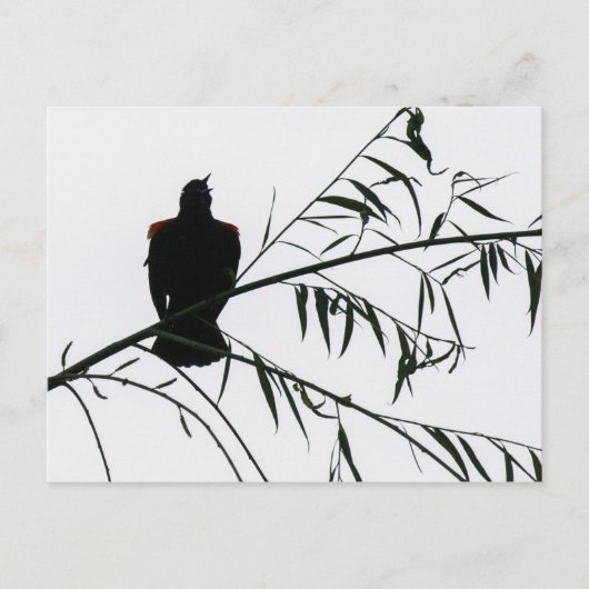 Vogel in Song Postkarte (Vorderseite)