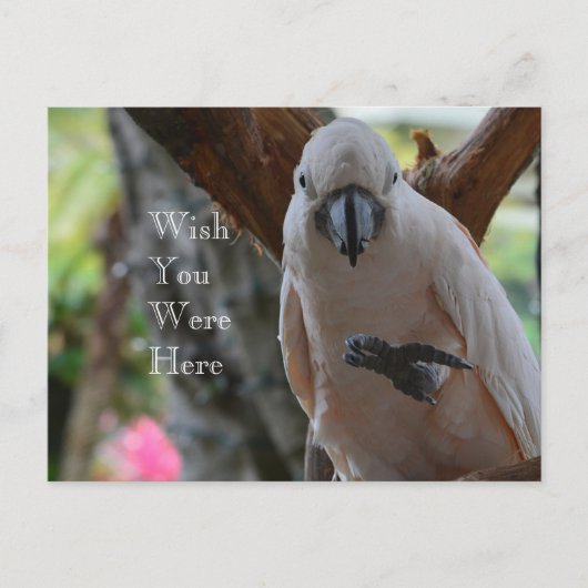 Vogel in Tree Kauai Postkarte (Vorderseite)