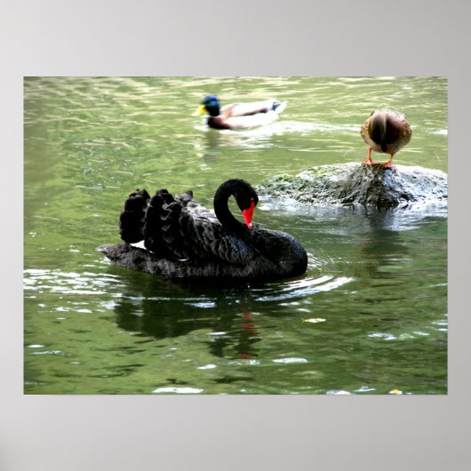 Vögel in Wasserplakat Poster (Vorne)