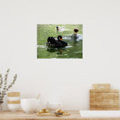 Vögel in Wasserplakat Poster (Küche)
