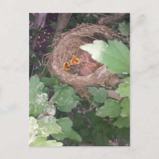 Vögel junges Jungs singen das Lied des Frühlings.. Postkarte
