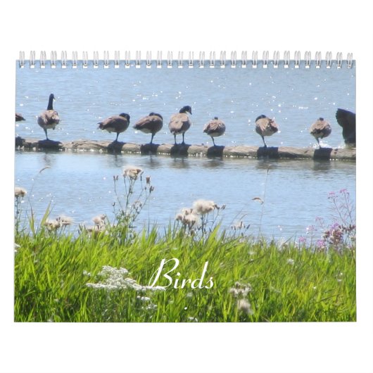 Vögel Kalender (Titelbild)