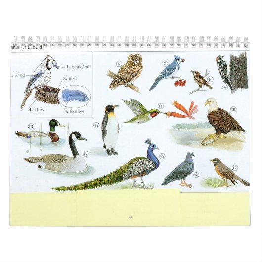 Vogel-Kalender 1 Kalender (Titelbild)