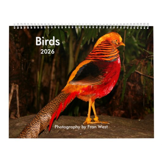 Vögel-Kalender 2026 Kalender (Titelbild)