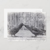 Vögel küssen postkarte (Vorne/Hinten)