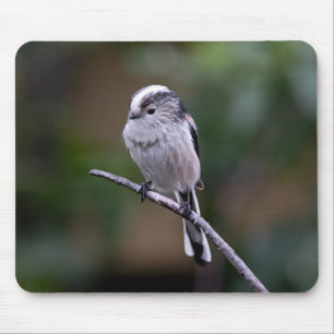 Vögel, Langschwanzmeise, Tiere Mousepad
