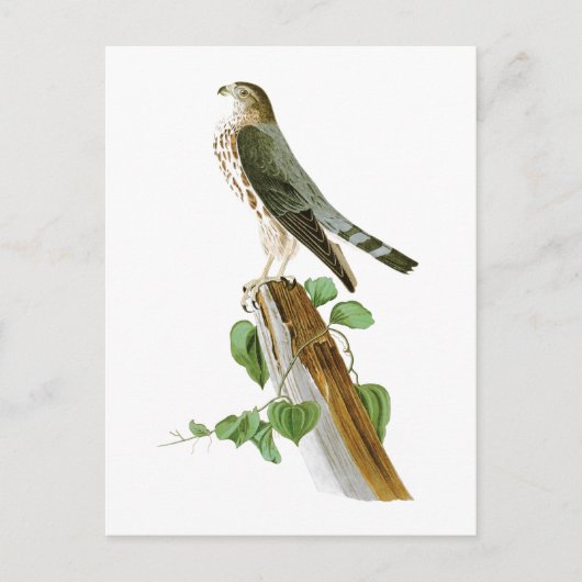 Vögel Le Petit Caporal John Audubon von Amerika Postkarte (Vorderseite)
