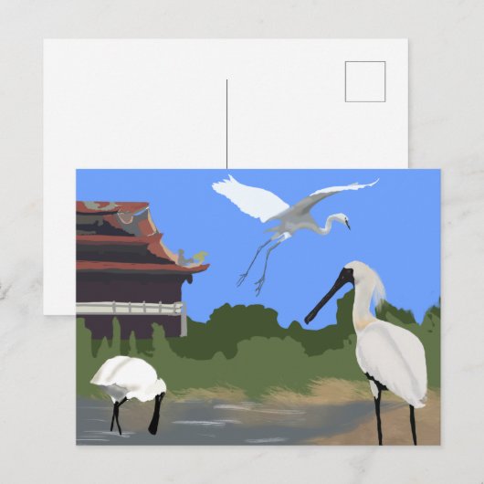 Vögel -- Löffler und Silberreiher Postkarte (Vorne/Hinten)