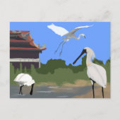 Vögel -- Löffler und Silberreiher Postkarte (Vorderseite)