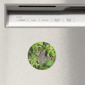 Vögel Magnet (In Situ (Geschirrspüler))