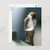 Vogel mit Feder Postkarte (Vorne/Hinten)