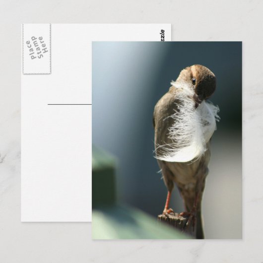 Vogel mit Feder Postkarte (Vorne/Hinten)