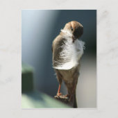 Vogel mit Feder Postkarte (Vorderseite)