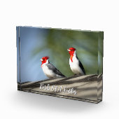 Vögel mit gleicher Feder Rotkopfkardinal Hawaii Fotoblock (Rechts)