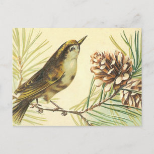 Vogel mit Tannenzapfen Vintage-Illustration Postkarte