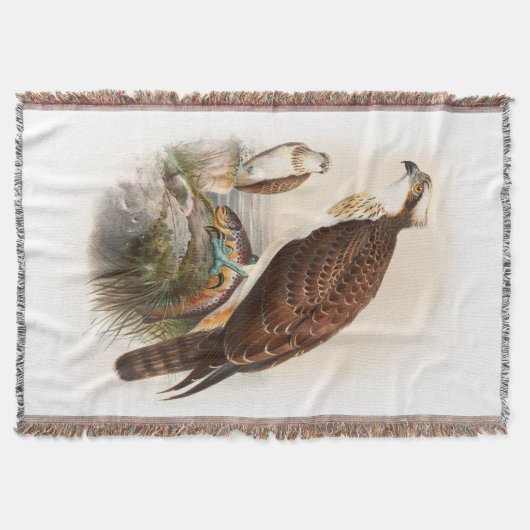 Vögel Osprey-Seefalke-Johns Gould von Decke (Vorderseite)