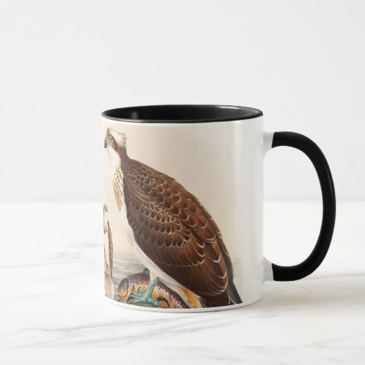 Vögel Osprey-Seefalke-Johns Gould von Tasse (Rechts)