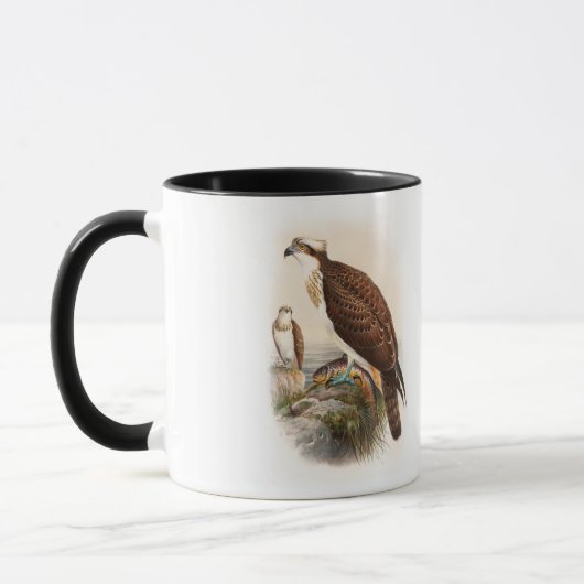 Vögel Osprey-Seefalke-Johns Gould von Tasse (Links)