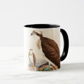 Vögel Osprey-Seefalke-Johns Gould von Tasse (VorderseiteRechts)
