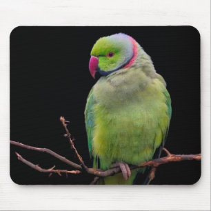 Vogel, Papagei, Papagei Mousepad