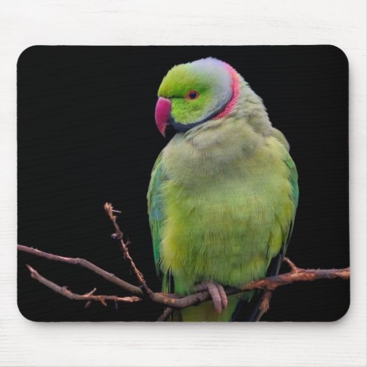 Vogel, Papagei, Papagei Mousepad (Vorne)