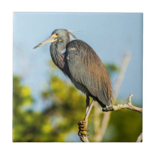 Vogel-perfekte Keramik-Fliesen-Kunst Fliese