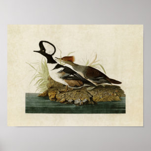 Vögel Platte232% pipe% mit Kapuze Merganser- von Poster