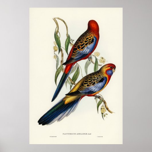 Vögel Poster (Vorne)