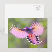 Vogel Postkarte (Vorne/Hinten)