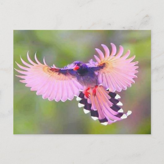 Vogel Postkarte (Vorderseite)