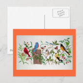 Vögel Postkarte (Vorne/Hinten)